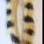 Tan / Black Bar