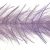 Anchovy & Purple