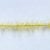 Mustard Caddis